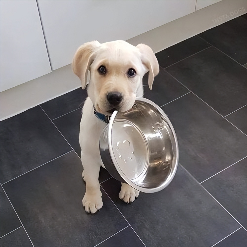 激怒狗子的方法找到了！最后一招最管用！