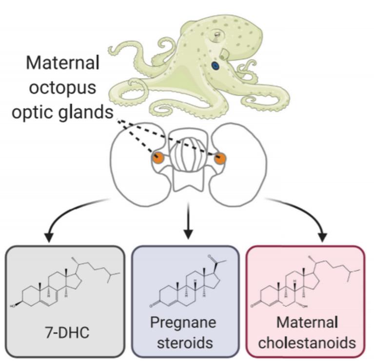 高智商章鱼：幸亏产卵后“自杀”，不然大概率会成为“海洋霸主”