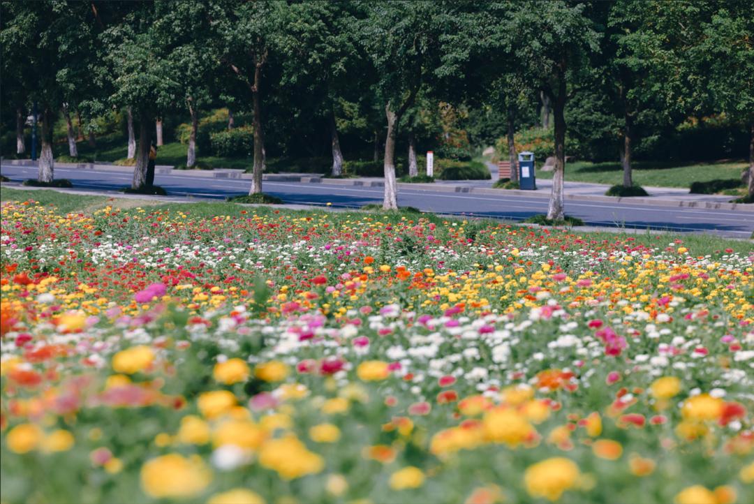 杭州临平粉黛乱子草花海地址,杭州临平30余亩粉黛花海梦幻上线