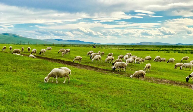 养殖猪养殖羊还是养殖牛,比猪牛羊更赚钱的养殖
