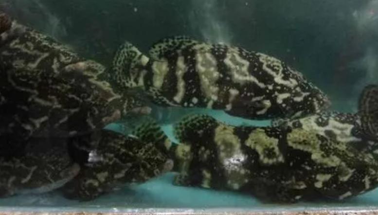 马鞭草和鹿衔草对养殖虎龙杂交斑生长与免疫影响的研究