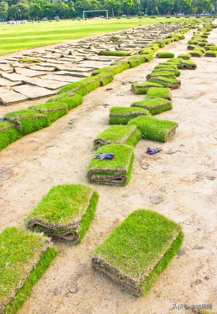 世界杯球场草皮是真的吗,足球场的草坪世界杯