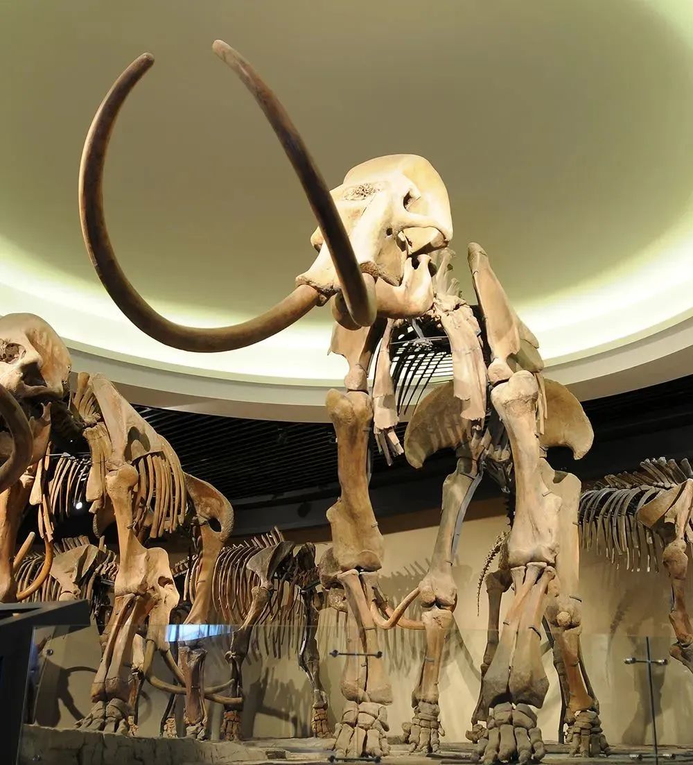 快看！黑龙江各地都被哪些萌货代表了？