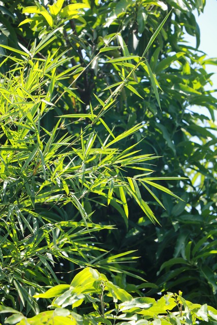 罗汉竹盆景,罗汉竹