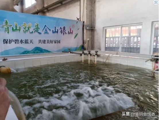 渔民捕捞2000公斤黄鱼卖957万,渔民获2.75公斤野生黄鱼