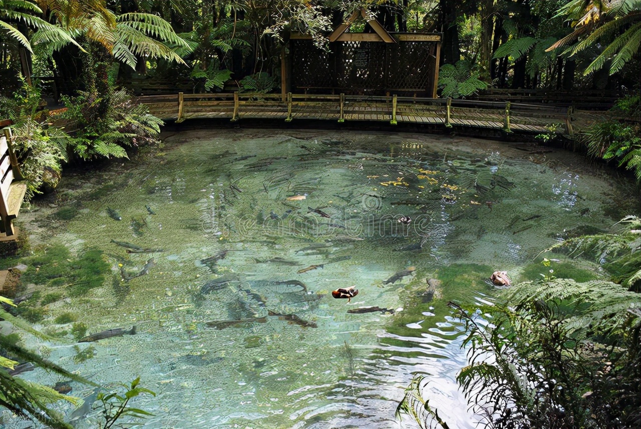 饲料鱼和粮食鱼谁优谁劣？——简析改善养殖鱼的肉质和味道