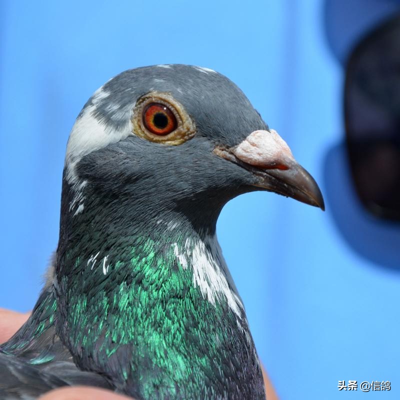 鸽子突然死亡的常见病,鸽舍里的鸽子无故死亡是什么原因