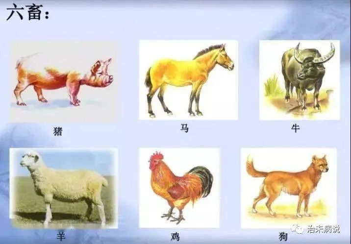 五畜为益是指什么,五畜为益是什么意思啊