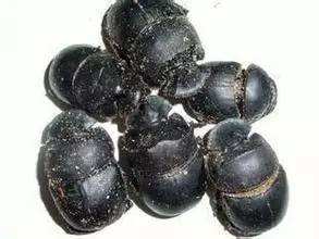 江苏96岁老人仍坚持行医，70年间救人无数，善用毒虫治疗各种顽疾