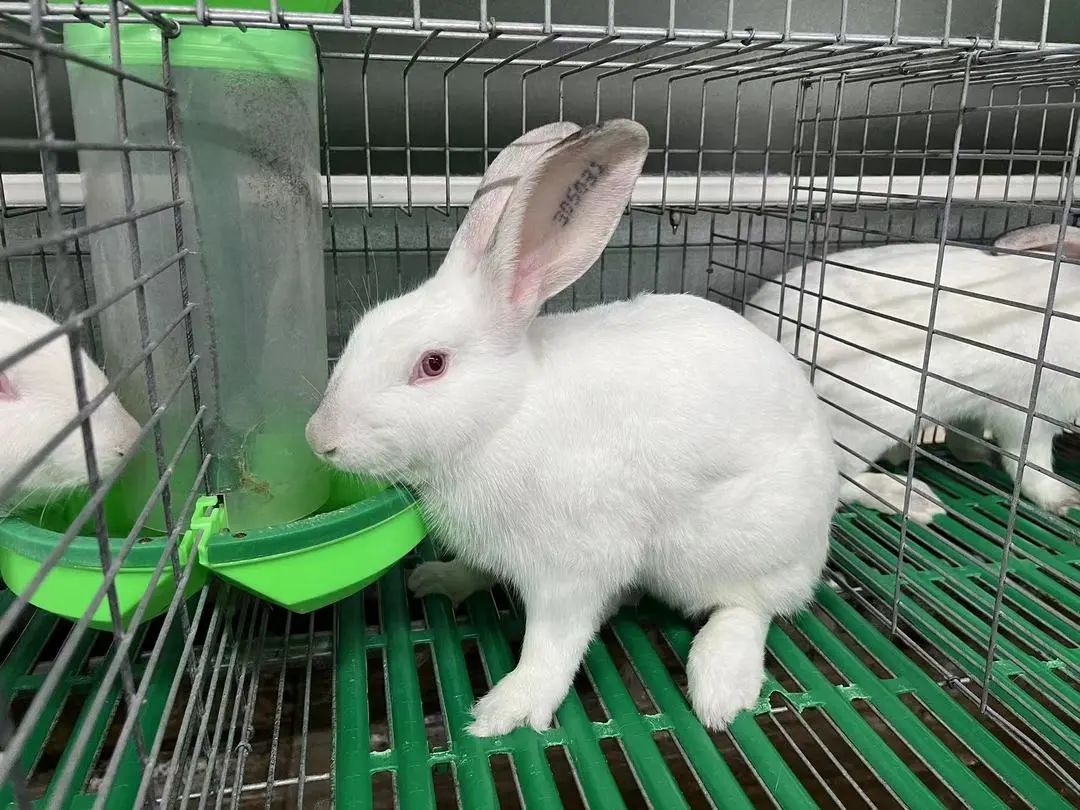 洲仔镇肉兔,小兔子乖乖把门开好运来