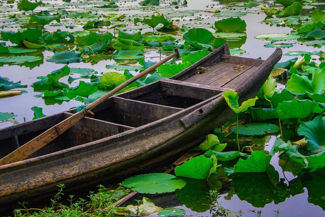 最美的莲花诗句,意境优美的莲花诗词