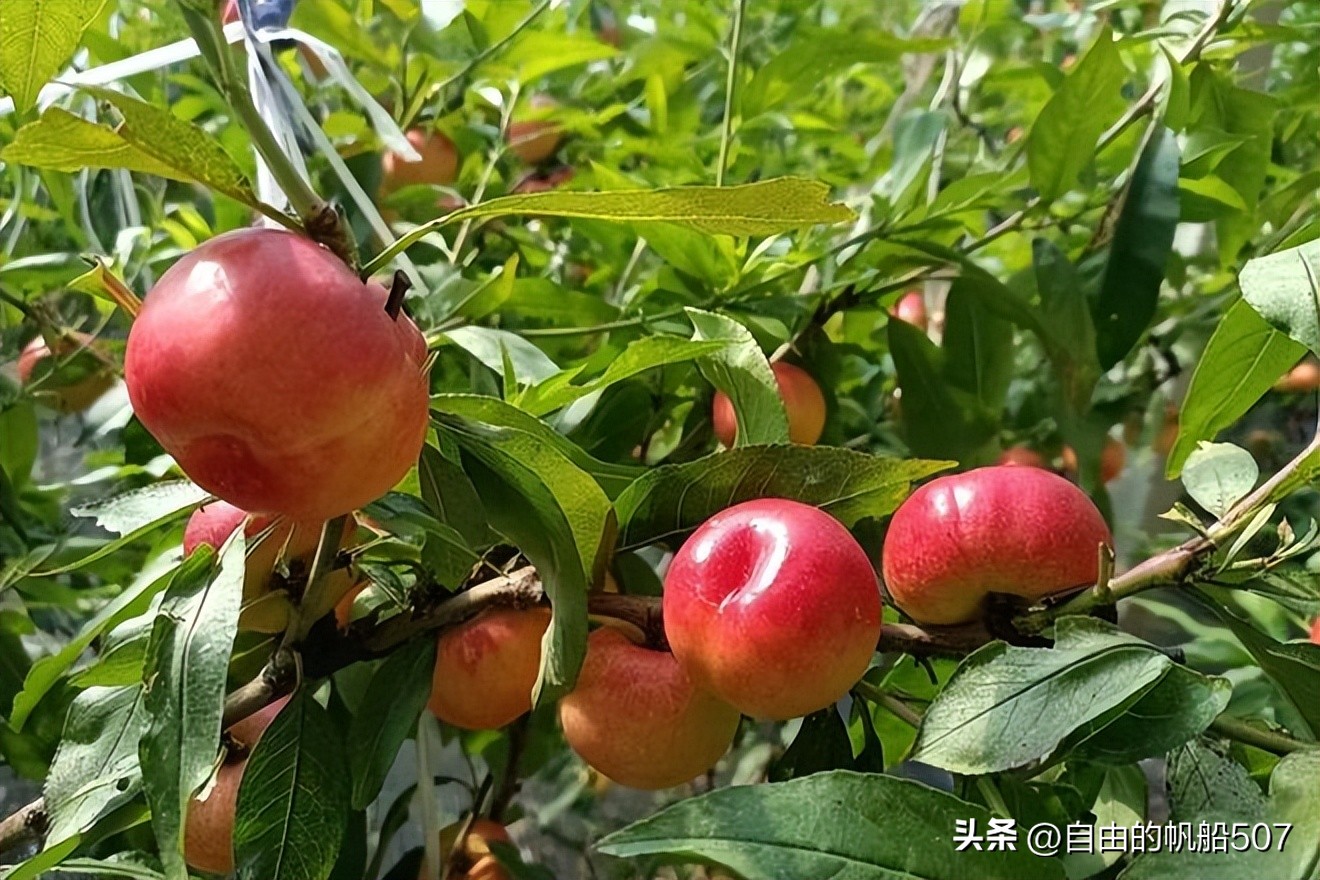 辽宁省大连市普兰店区花店,辽宁省大连市普兰店区土特产