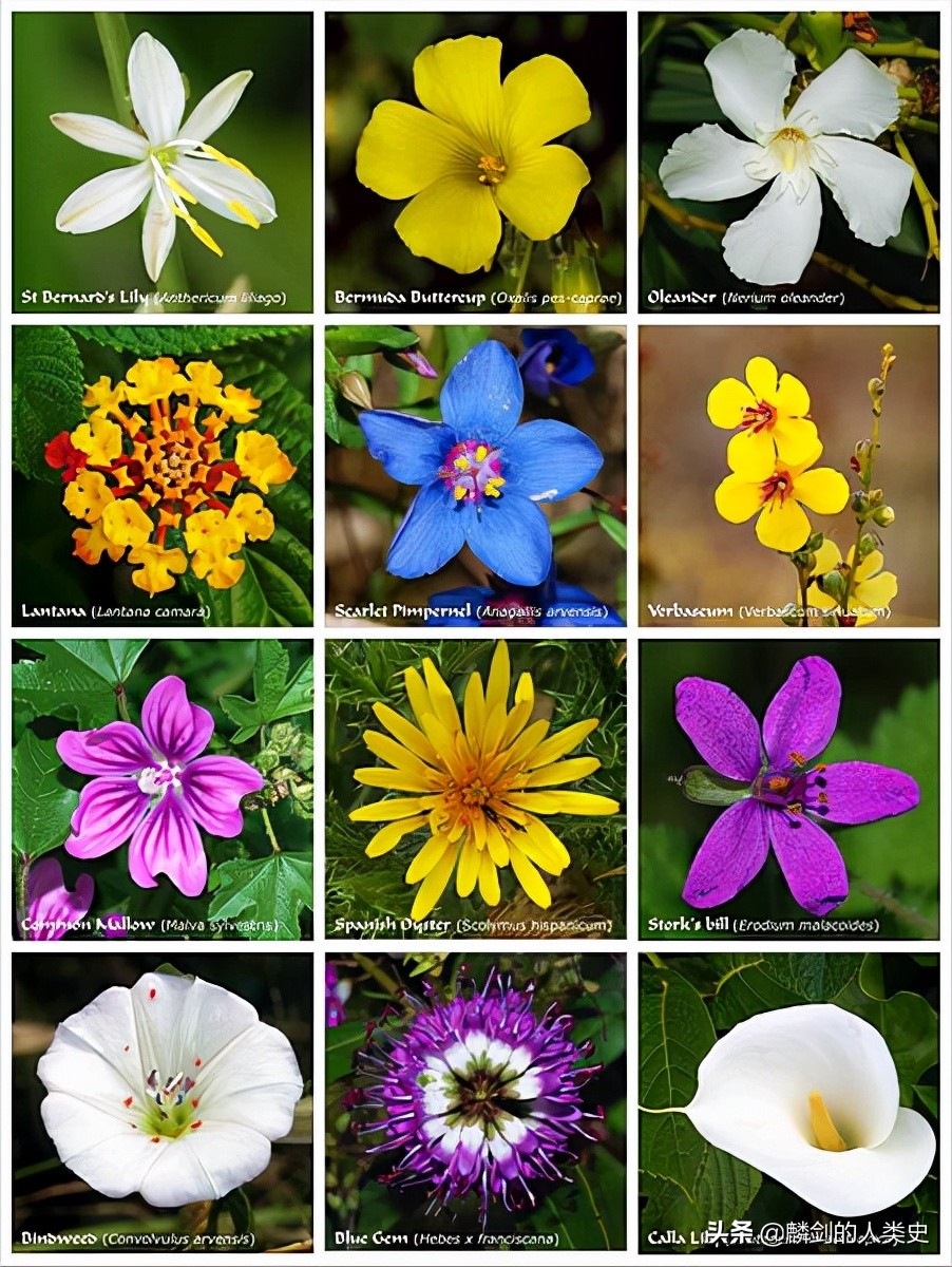 地球生物全系列植物篇,地球生物进化史植物