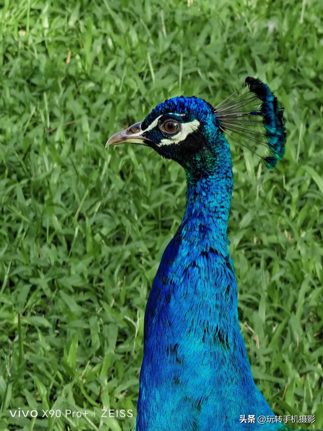 vivox90S长焦拍照效果,vivox90s长焦拍照