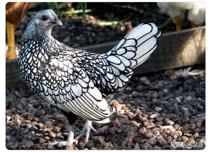 分享各种各样的动物,保证你没见过的20种新动物