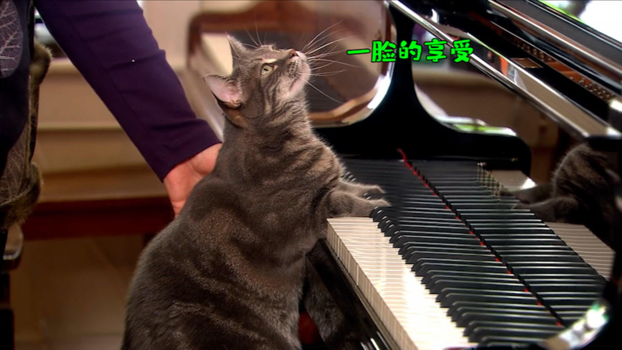 当猫咪过上人一样的生活,当猫和人一样生活