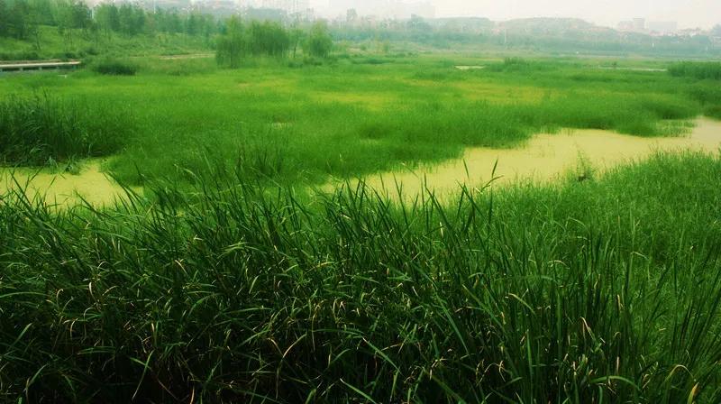 折柳送别古诗词,古诗词送别朗诵