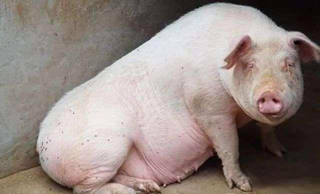 母猪喘是什么样,母猪喘得厉害用什么药