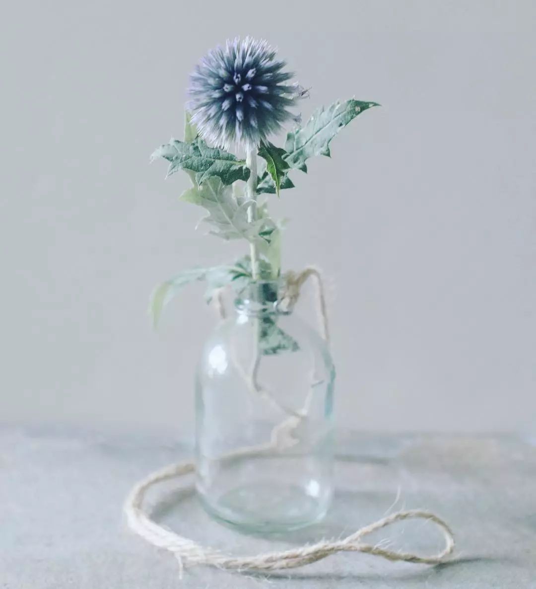 闀垮緱鍍忚冻鐞冧竴鏍风殑妞嶇墿,鍜岃冻鐞冩湁鍏崇殑妞嶇墿