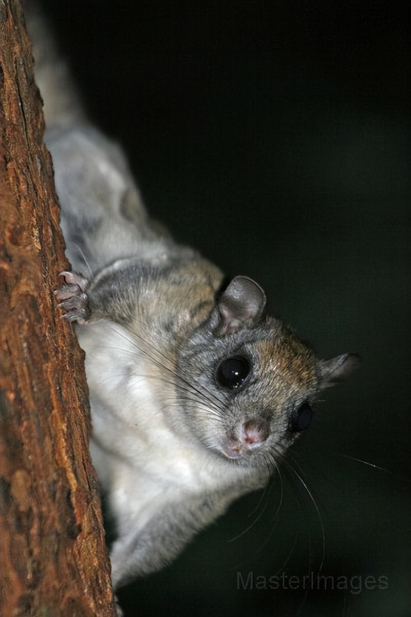 飞鼠-可以飞翔的松鼠，中国自古有之，但现在为什么却很少呢