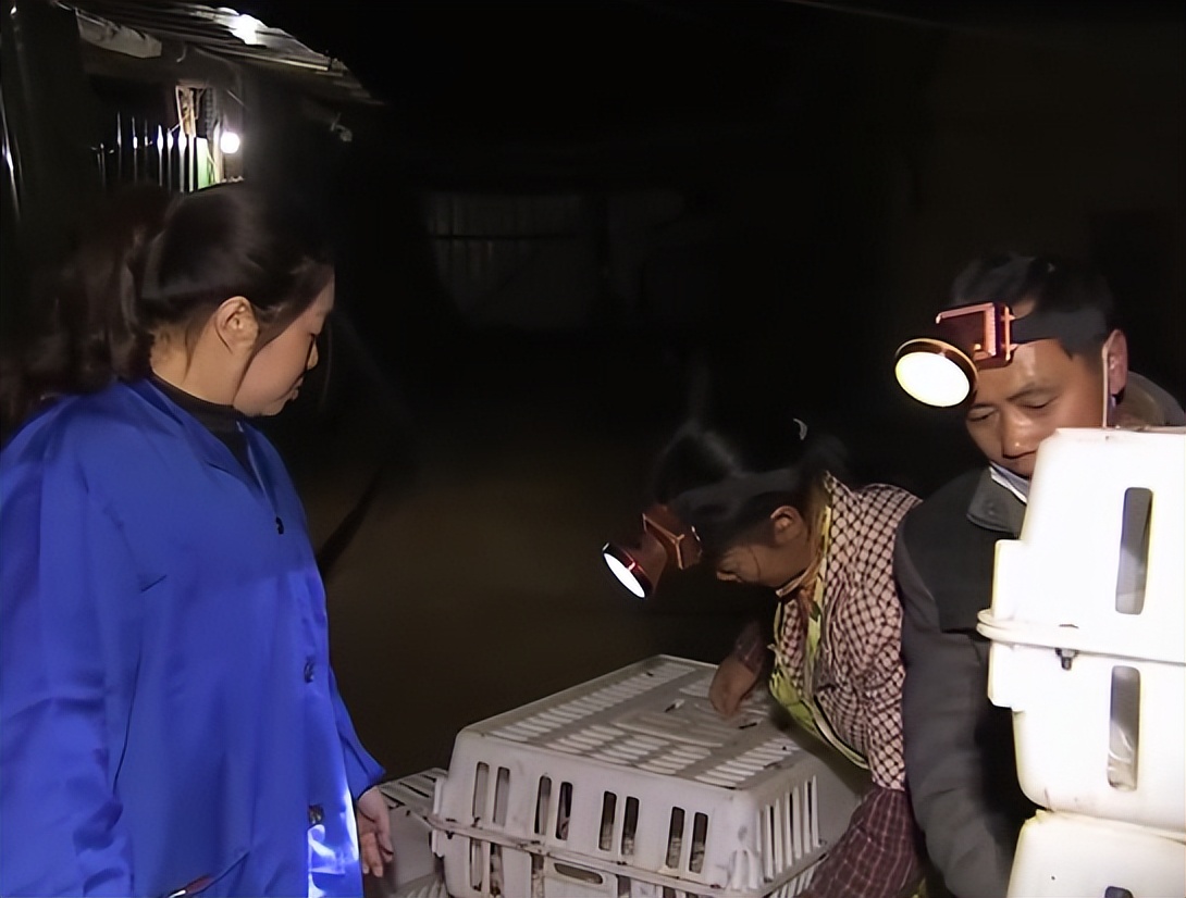 农村姑娘隐居深山创业养鸡,打工妹林下养鸡年入20万