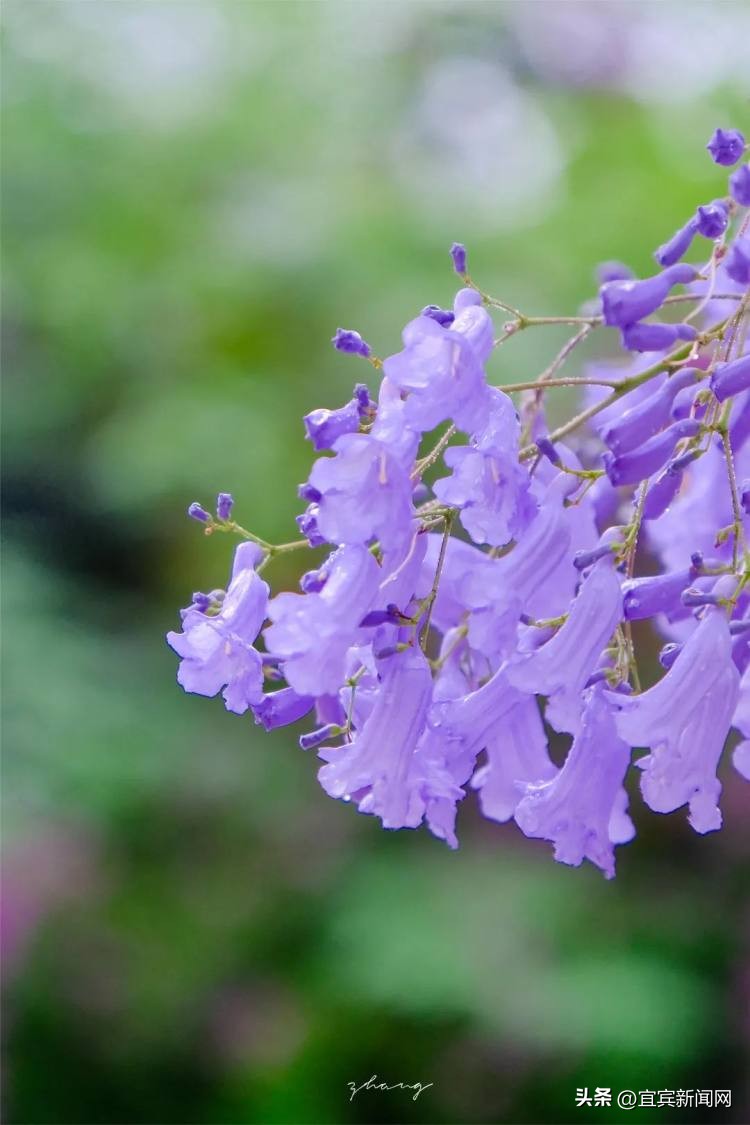 泸州蓝花楹打卡地,蓝花楹打卡点照片