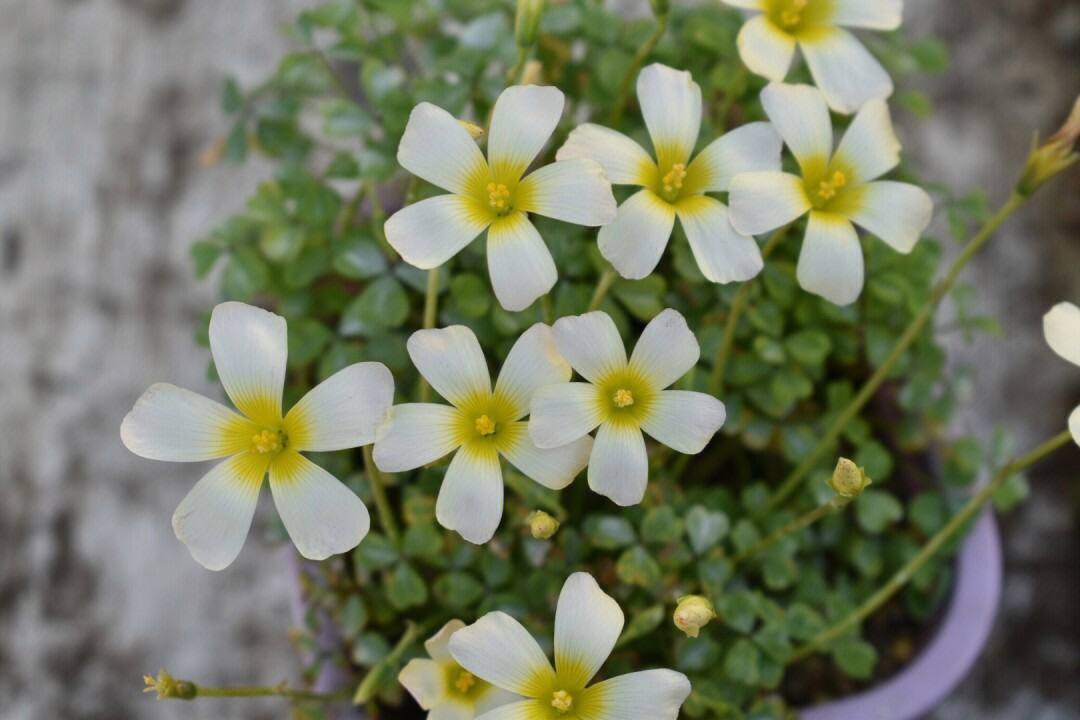 立夏已过进夏季,立夏已至百花齐放