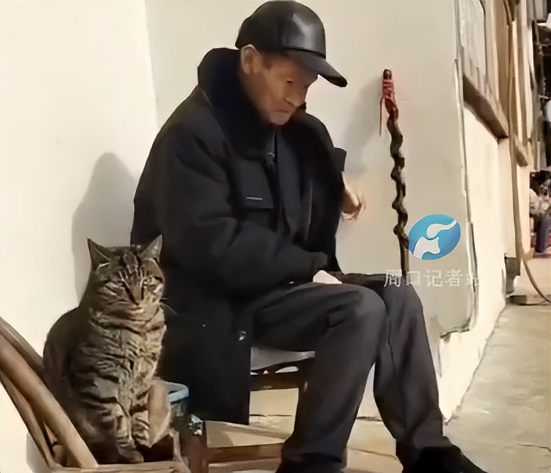 泪目！那只19岁的老猫绝食自杀了