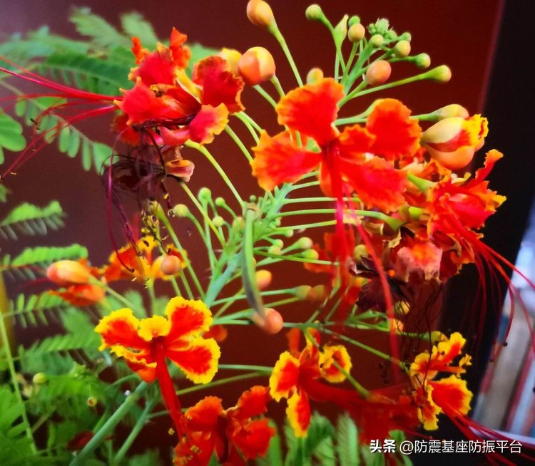 从发芽到开花的乐趣,从种子到果实成熟的感悟