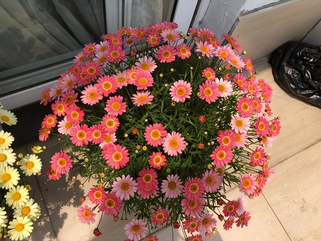 玛格丽特怎么养才长得好,如何养好玛格丽特