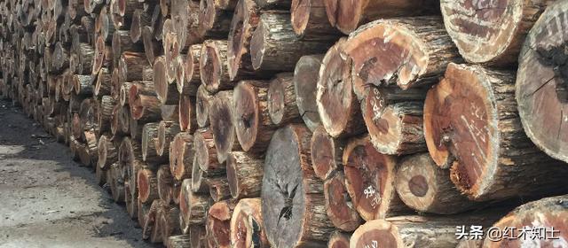 非洲酸枝是红木吗？