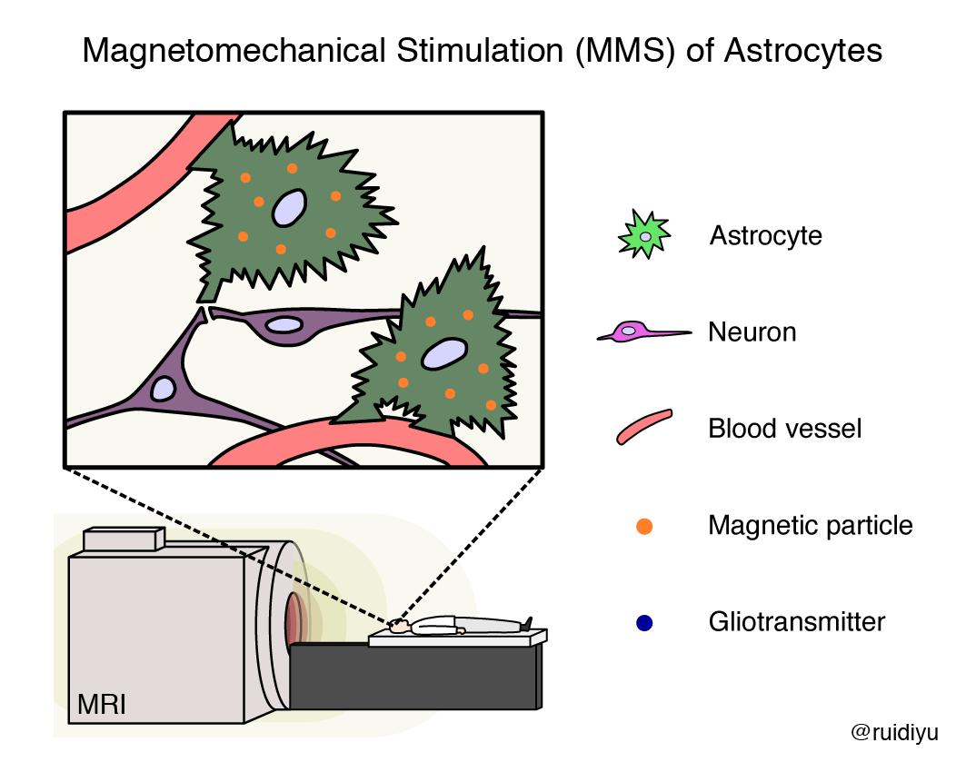 青年华人学者一作发文:寻找操控大脑细胞新技术