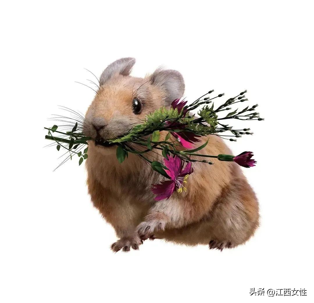 原来，你是这样的兔兔！