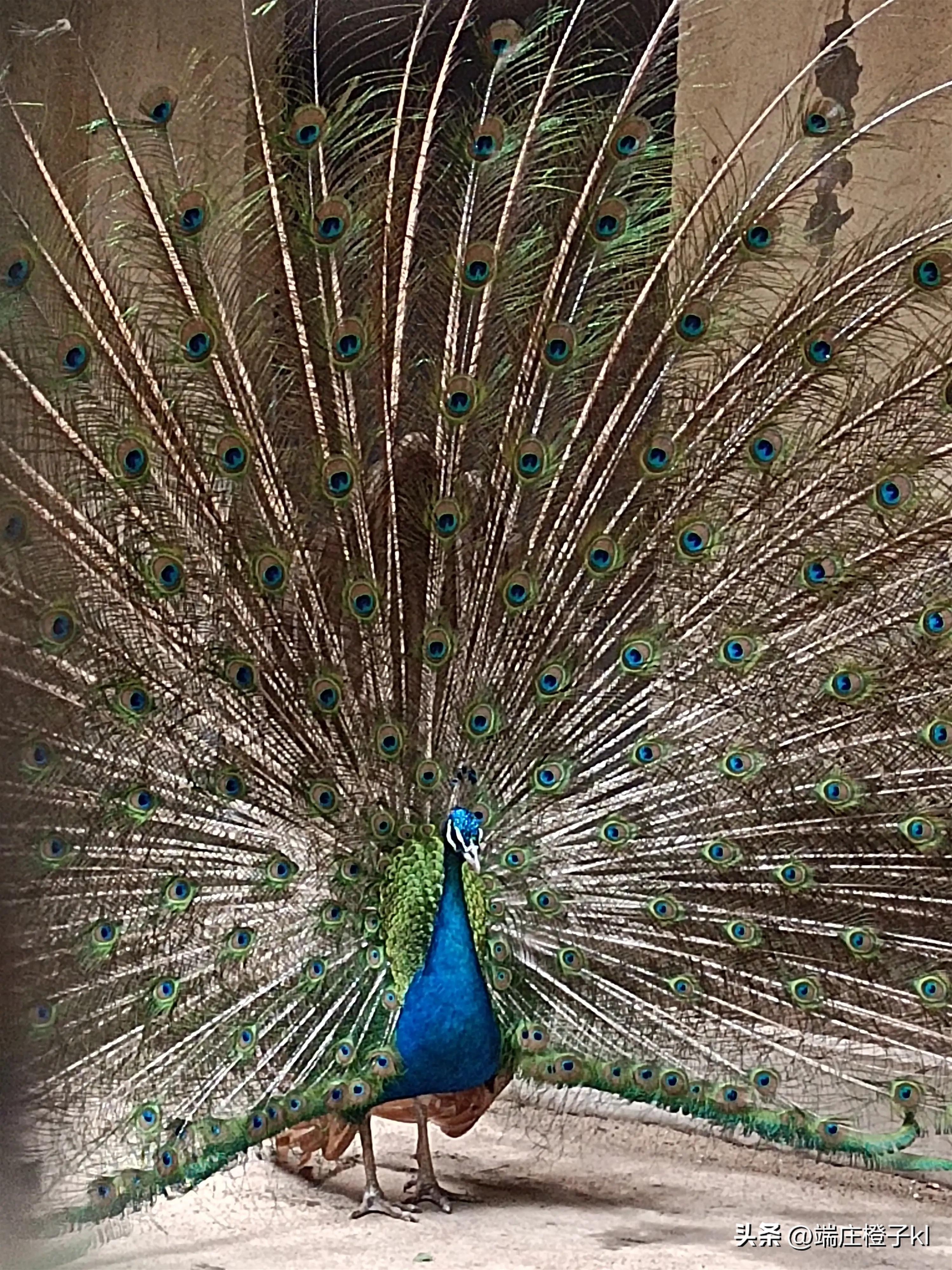 沈阳的长白岛森林公园,沈阳长白岛森林公园旅游攻略