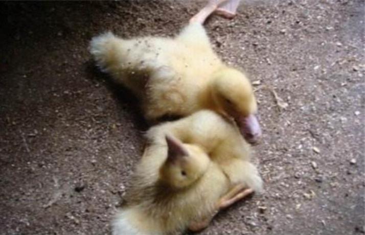 鸭子腿没劲站不起来吃什么药,鸭子腿软不吃食怎么治疗