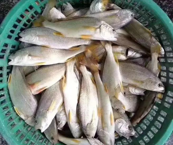 海鲜鱼类排行榜前十名,最便宜的20种海鲜是什么鱼类