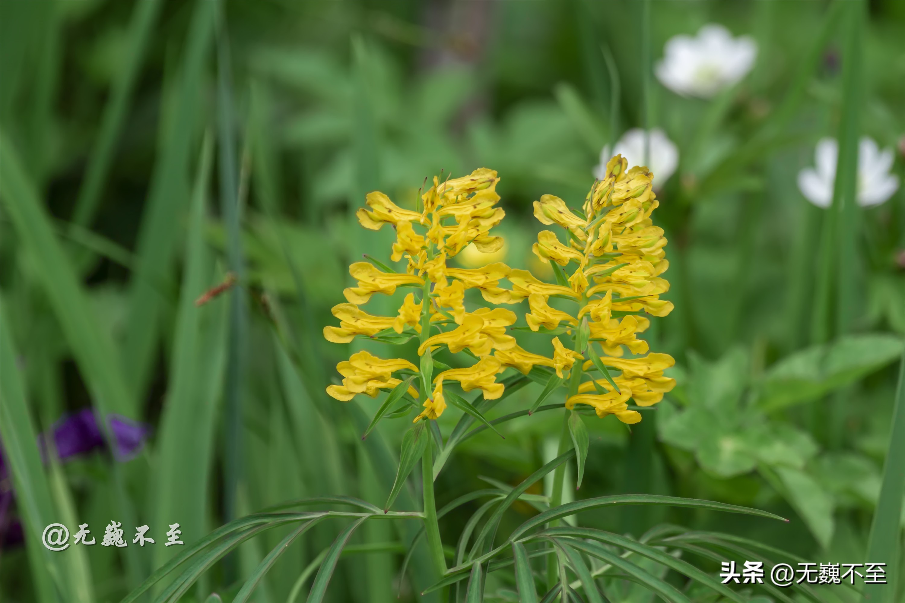 九顶归来不看花，但是这些花名你知道吗？科普一下不就认识啦
