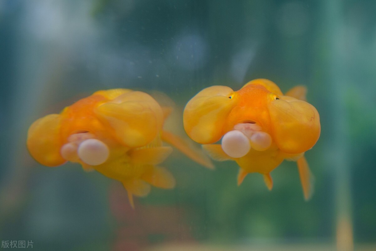 金鱼要怎么养比较好,金鱼如何才能养得好