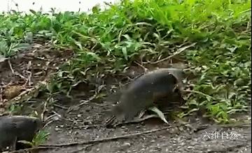 男子开门遇到小鲫鱼，次日发现更多鱼爬上岸，过山鲫为啥离开水？