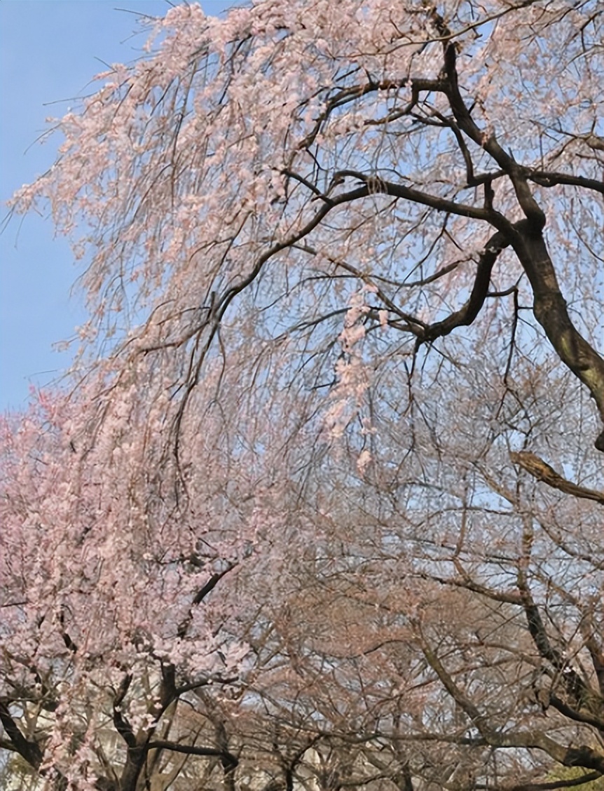 亚洲第一高校东京大学