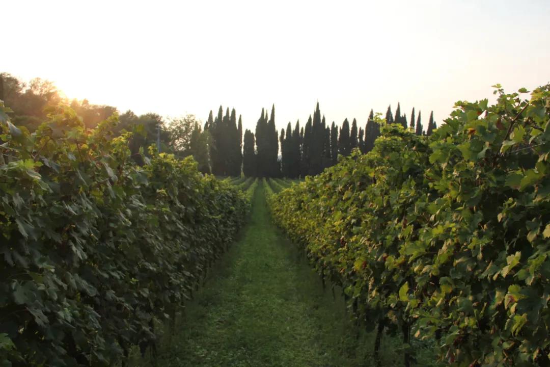 意大利托斯卡纳精品干红,性价比超高葡萄酒推荐