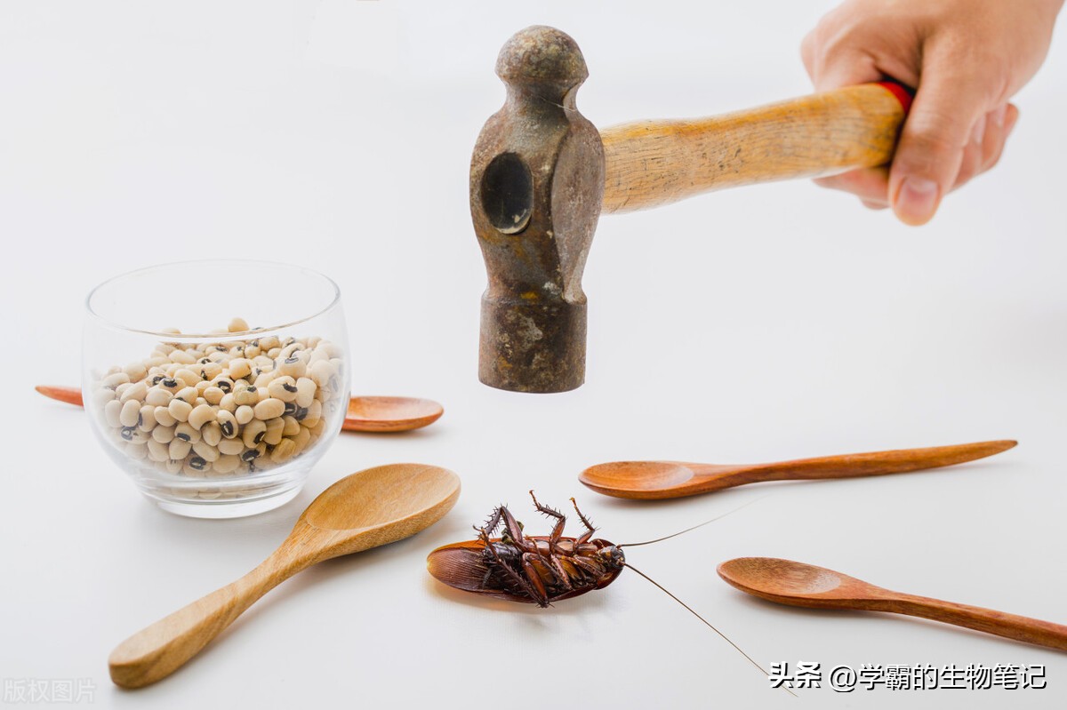 消灭蟑螂用香蕉皮怎么消灭,家里的蟑螂很多怎样才能消灭它们