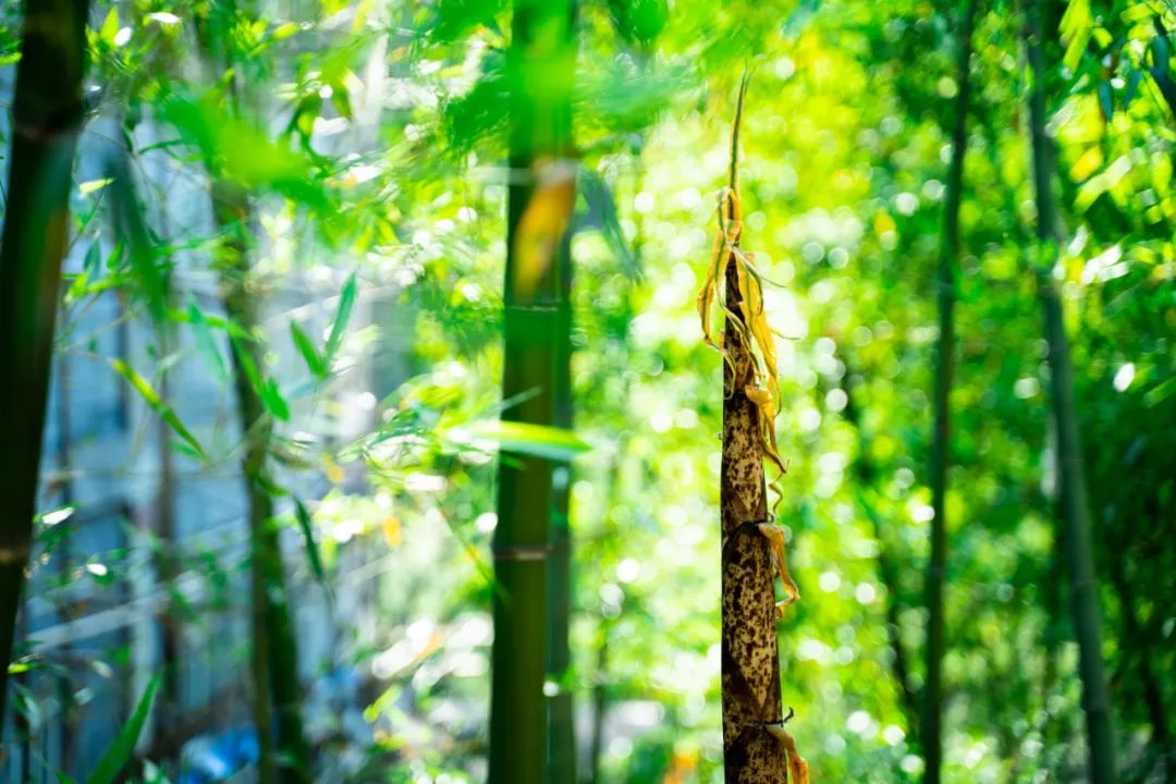 九首宋词尽显宋词千年之美,90句绝美宋词写尽90种动人情思