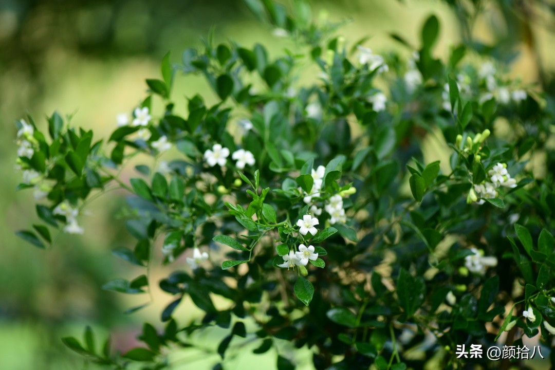 几乎没有存在感的七里香，到底是怎样的？|园丁