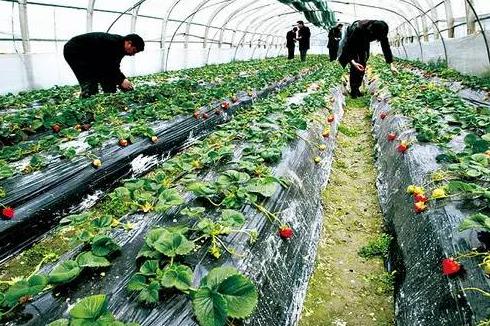 农村小伙靠200赚到2个亿,农村80后小伙回乡创业年入三十万