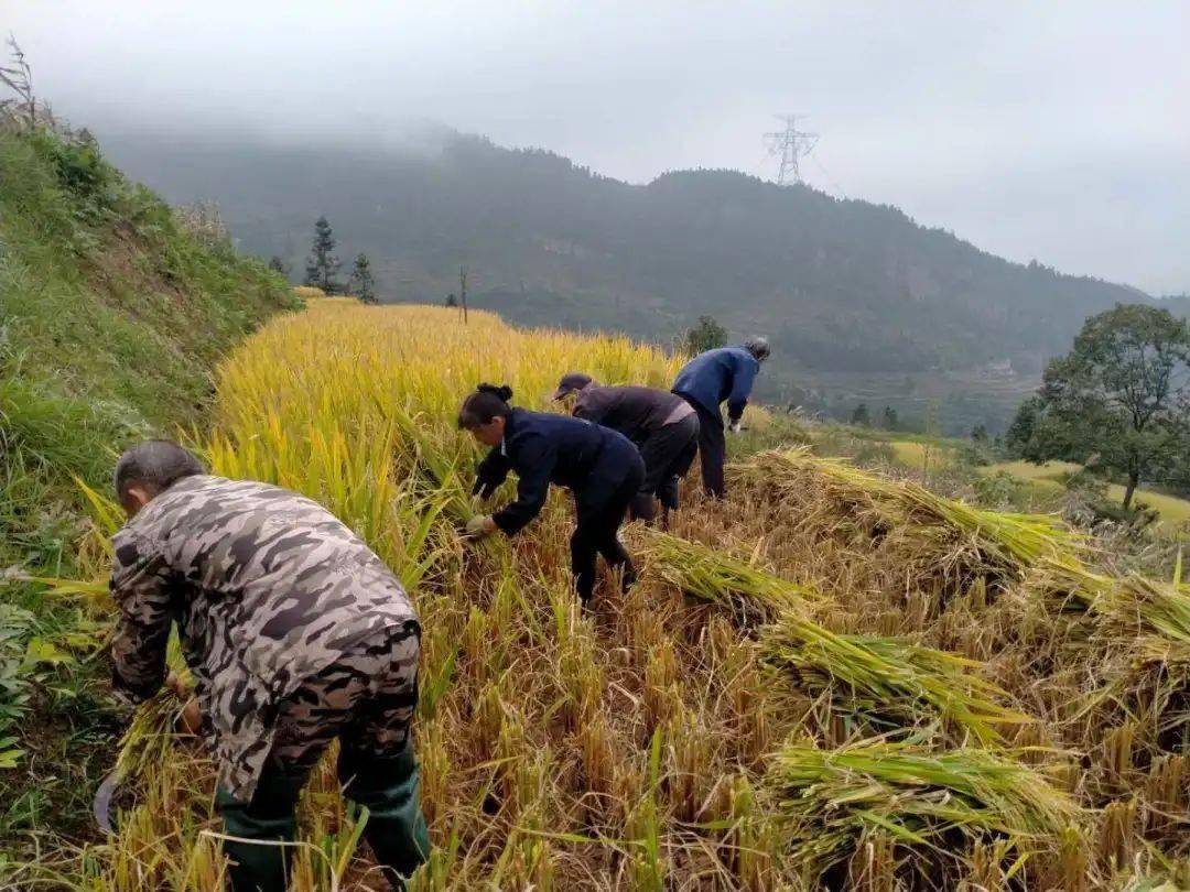 生产队里的那些事,生产队的那些事儿