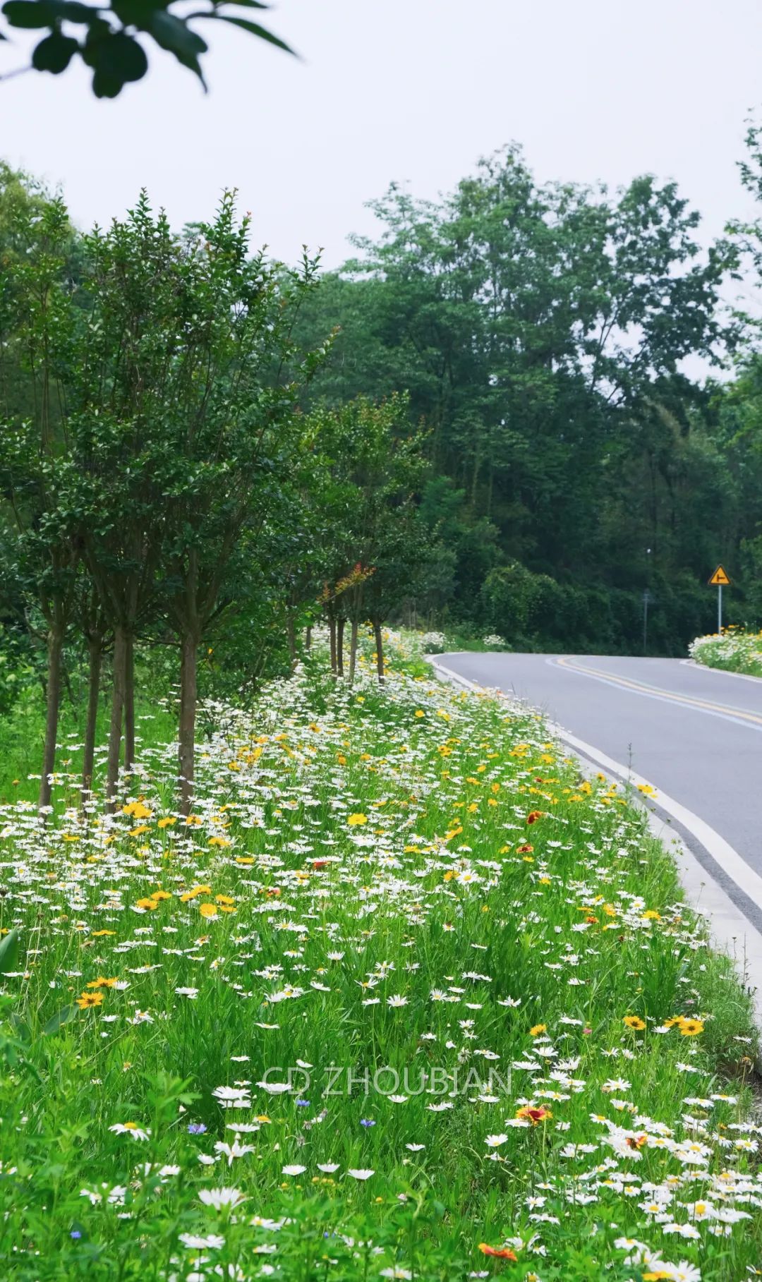 提前盛开！成都市区这个被偏爱的宝藏地又上新，即将刷爆全网