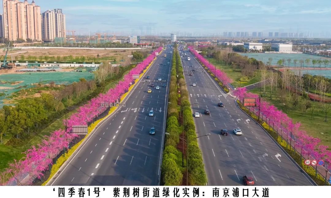 四季紫荆树新品种,四季春一号紫荆树施工方法