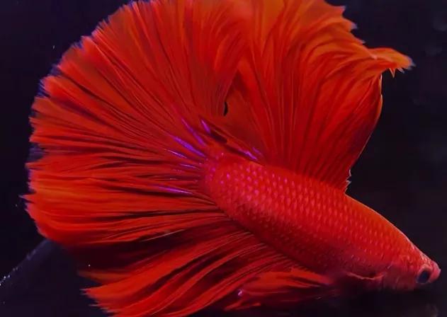 斗鱼身体弯曲是什么原因，怎么办