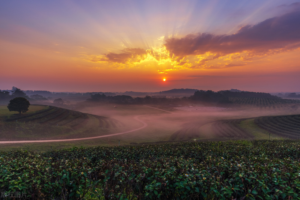 中国茶成功申遗,为什么中国茶文化申遗能够成功